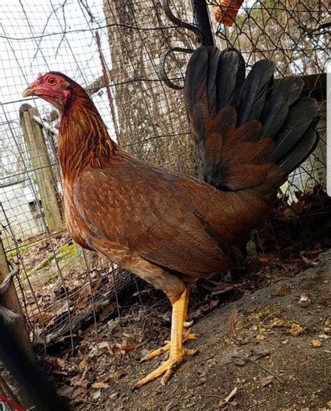 gallo gallina de pelea negro|More.